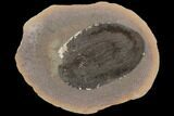 Fossil Seed Fern (Macroneuropteris) In Ironstone- Illinois #120992-1